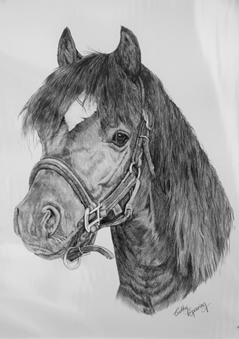 pony portrait